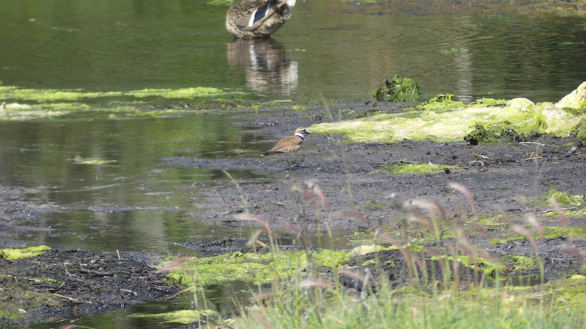 Killdeer - ML622152208