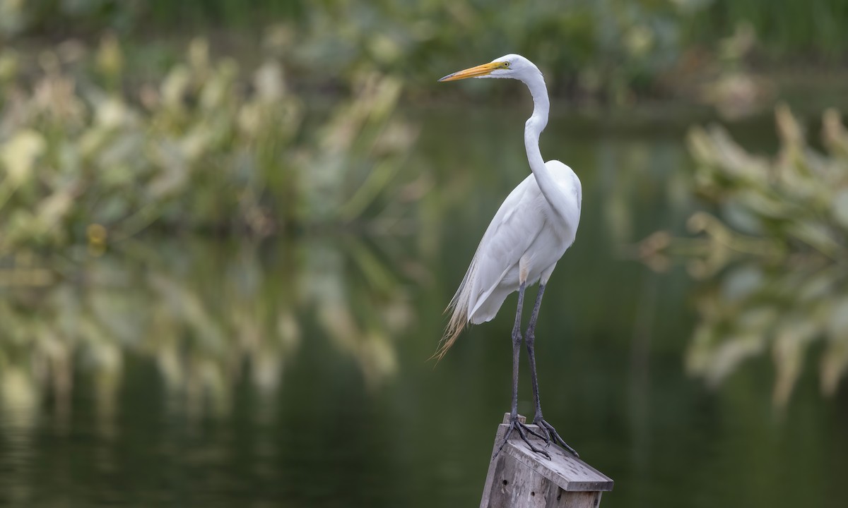 Great Egret - ML622152209