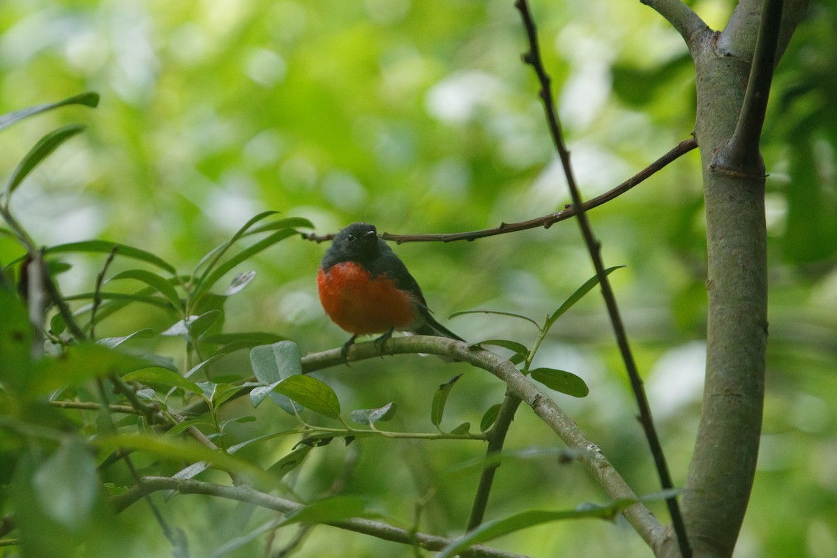 Slate-throated Redstart - ML622152210