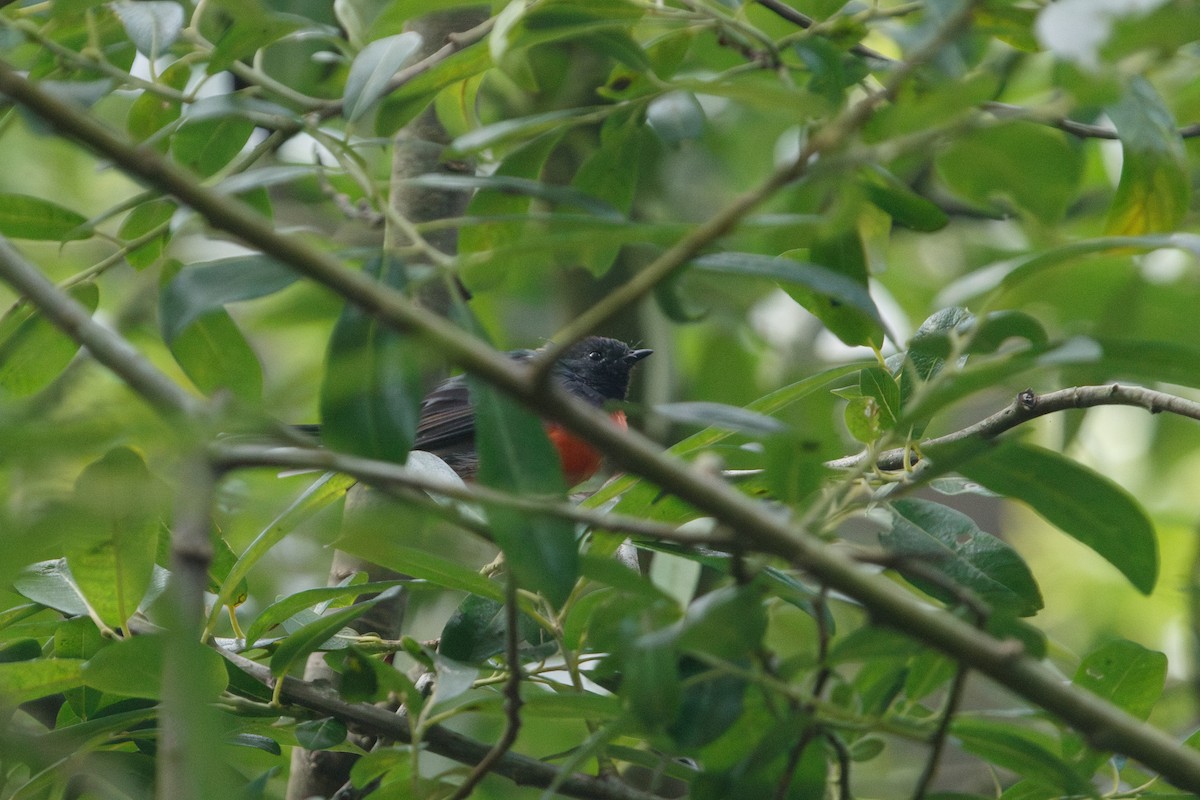 Slate-throated Redstart - Erik Enbody