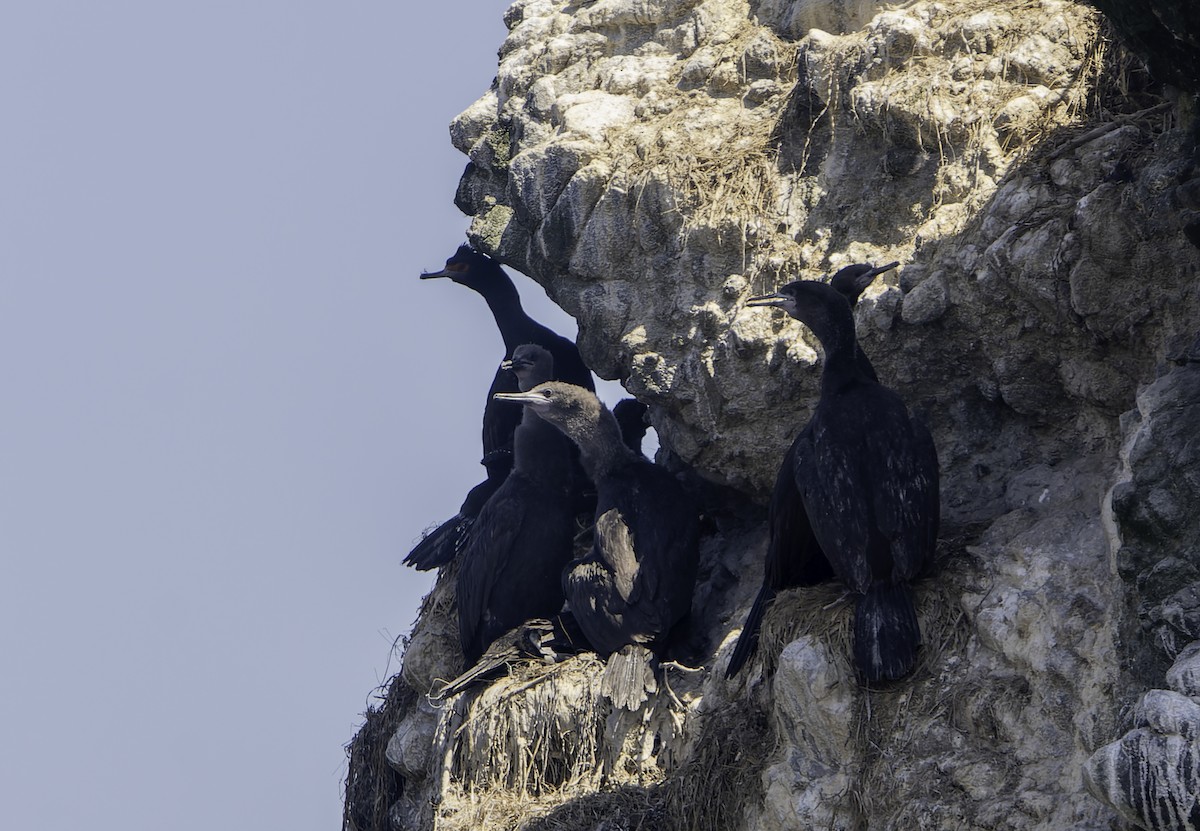 Red-faced Cormorant - ML622152212