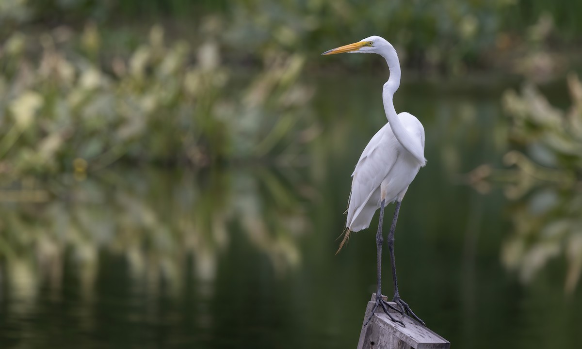 Great Egret - ML622152213