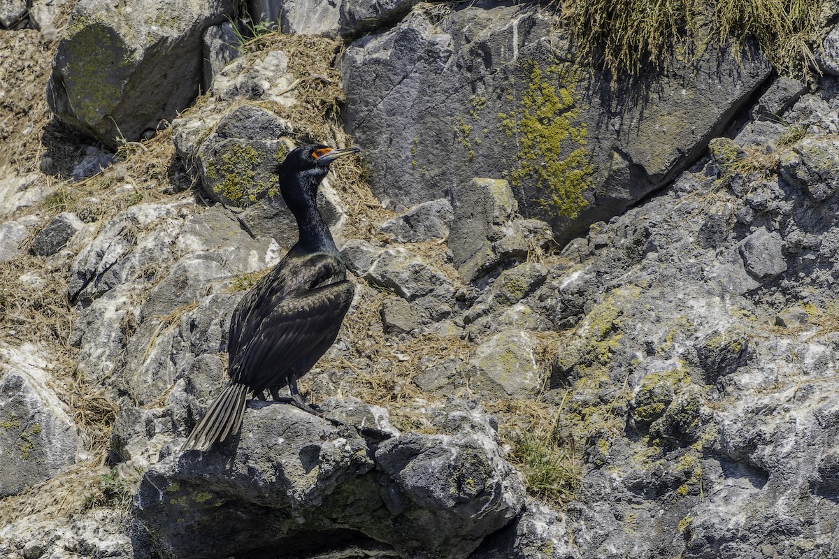 Red-faced Cormorant - ML622152214