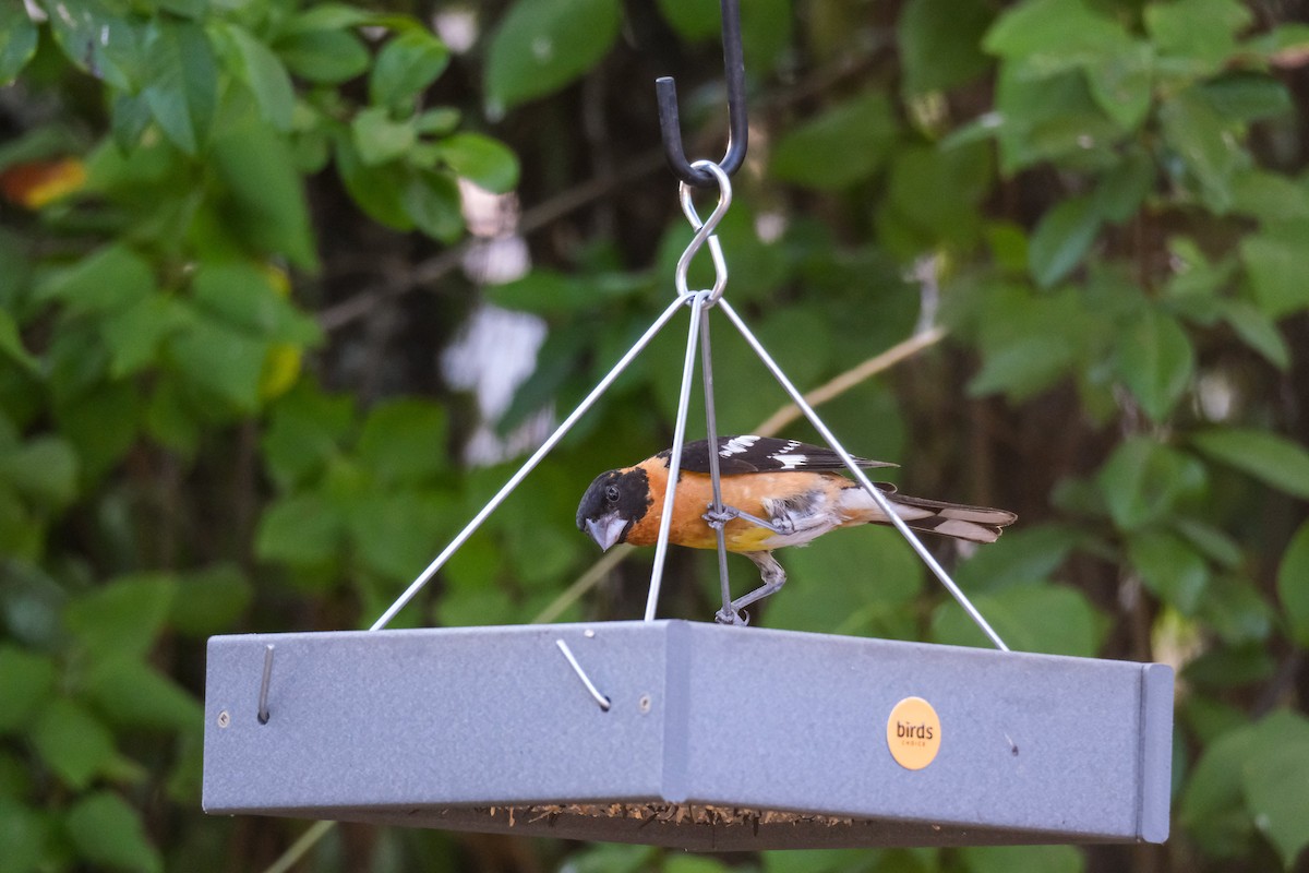 Black-headed Grosbeak - ML622152237