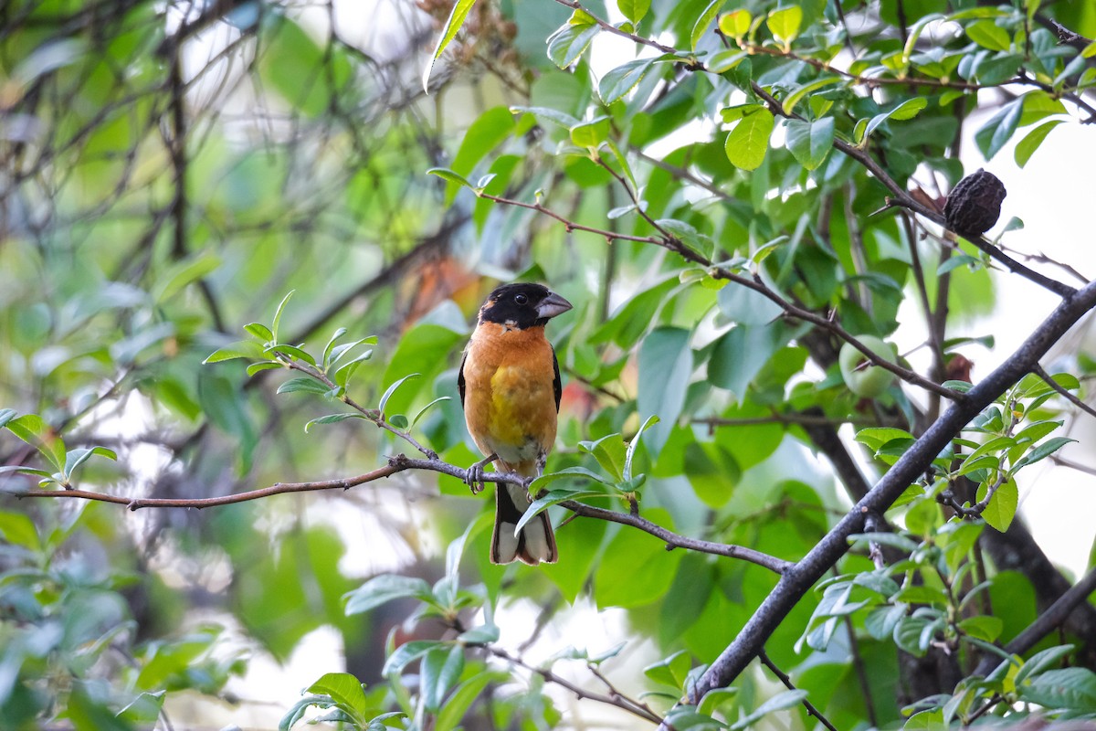 Black-headed Grosbeak - ML622152240