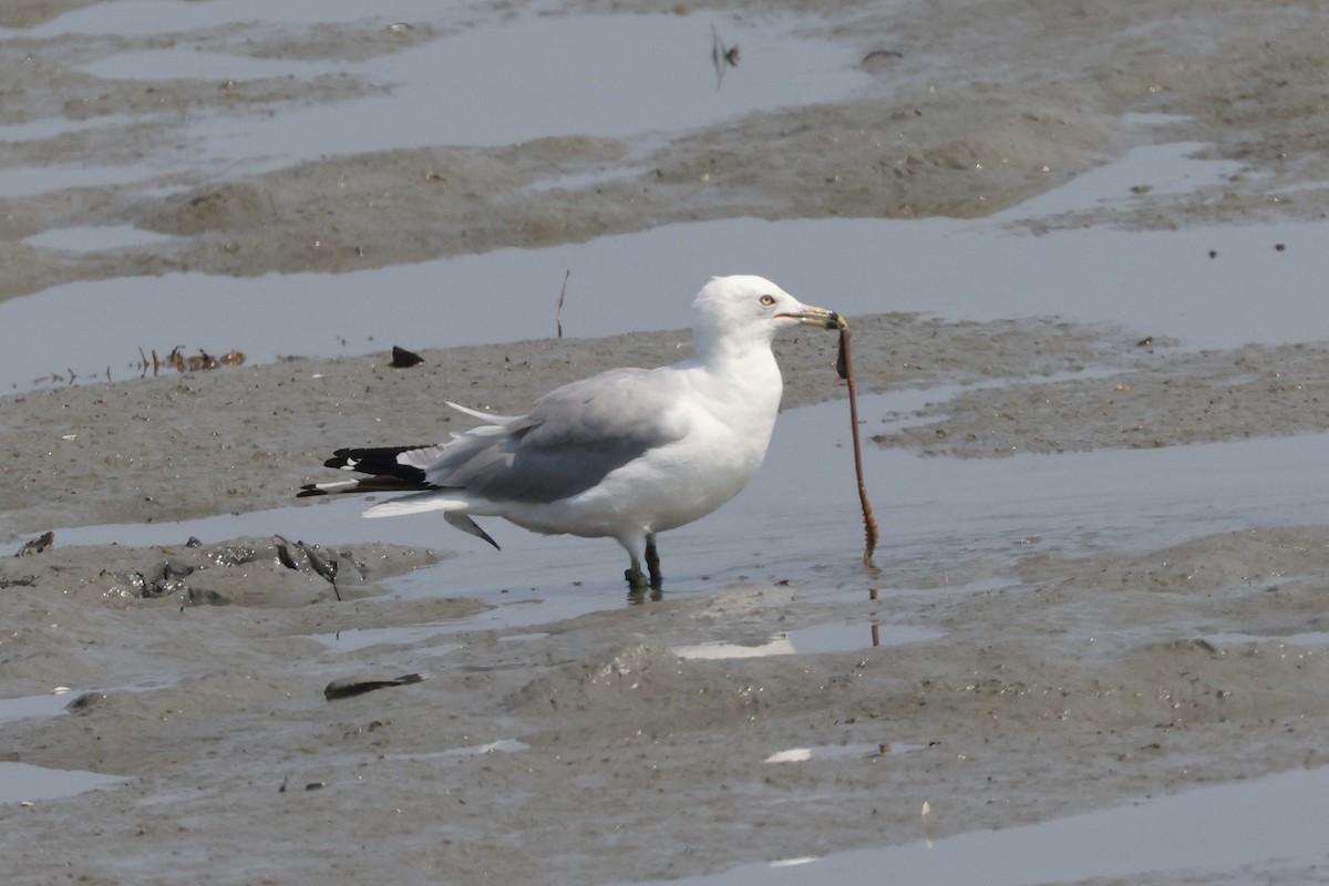 Ring-billed Gull - ML622152244