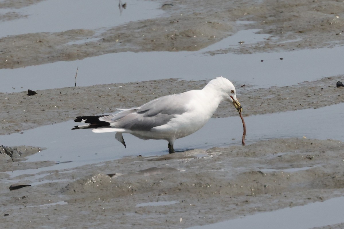 Ring-billed Gull - ML622152245