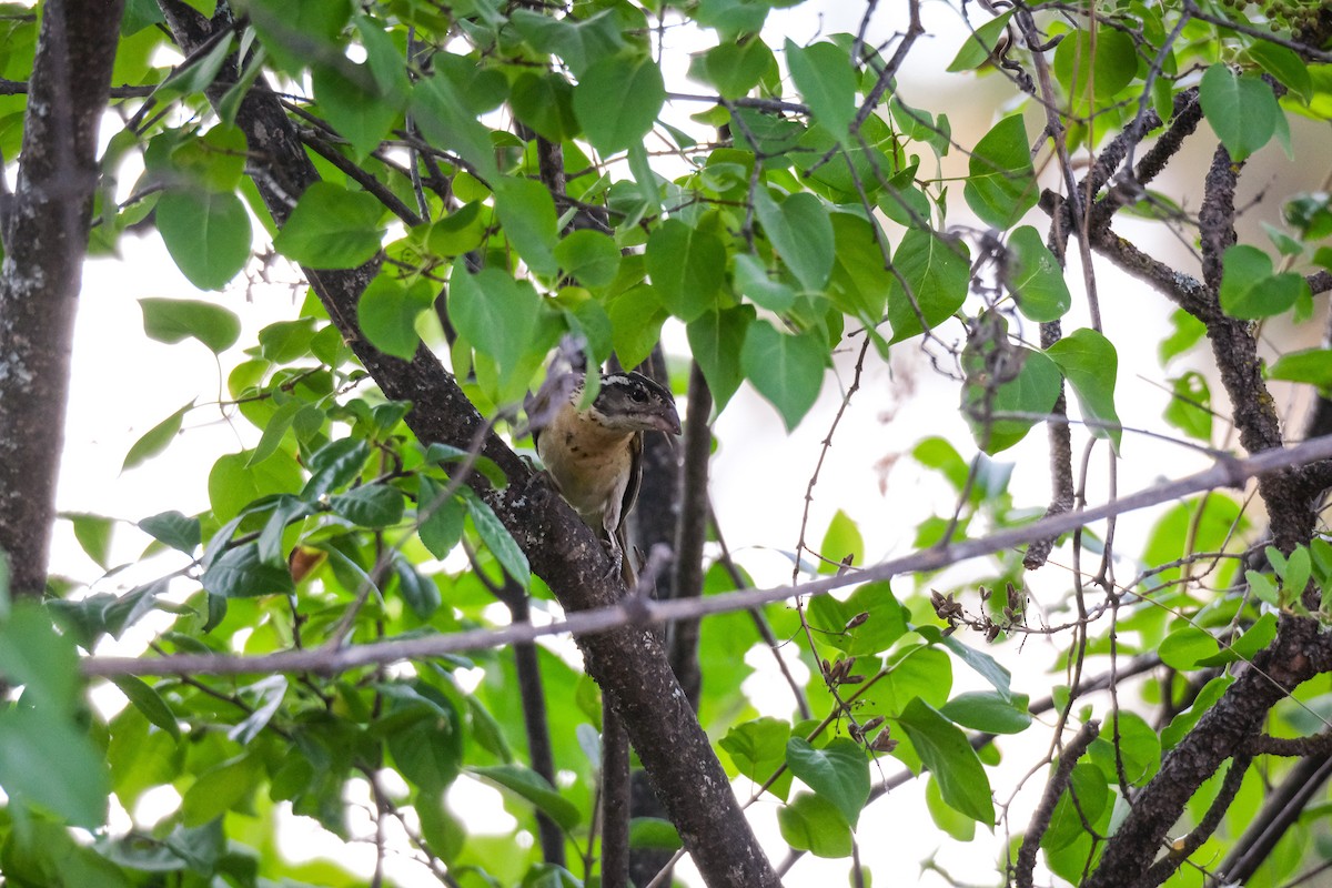 Black-headed Grosbeak - ML622152246