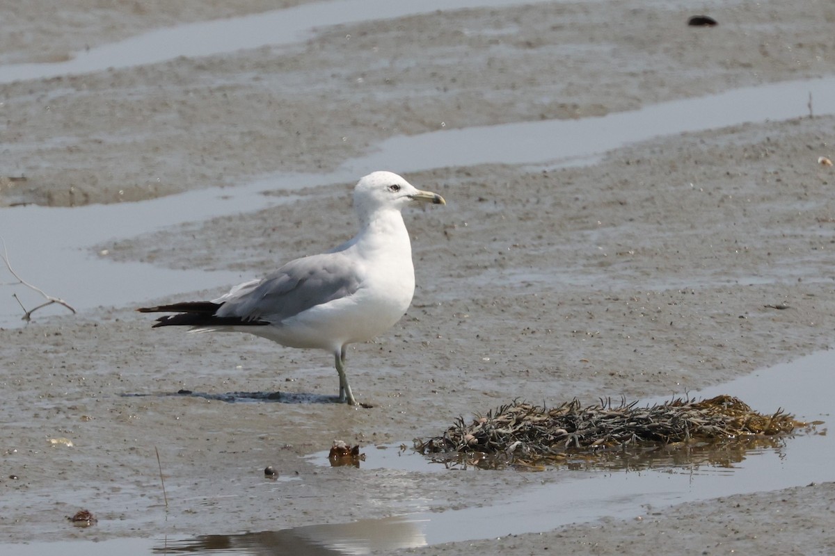 Ring-billed Gull - ML622152247