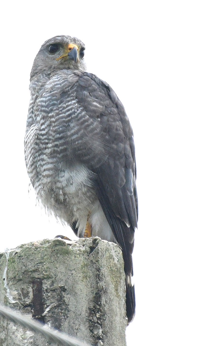 Gray Hawk - ML622152248