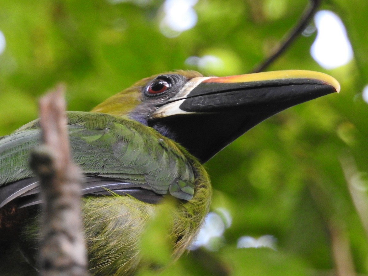 Northern Emerald-Toucanet - ML622152249