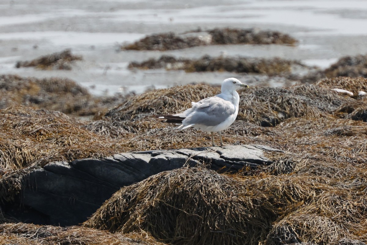 Ring-billed Gull - ML622152250