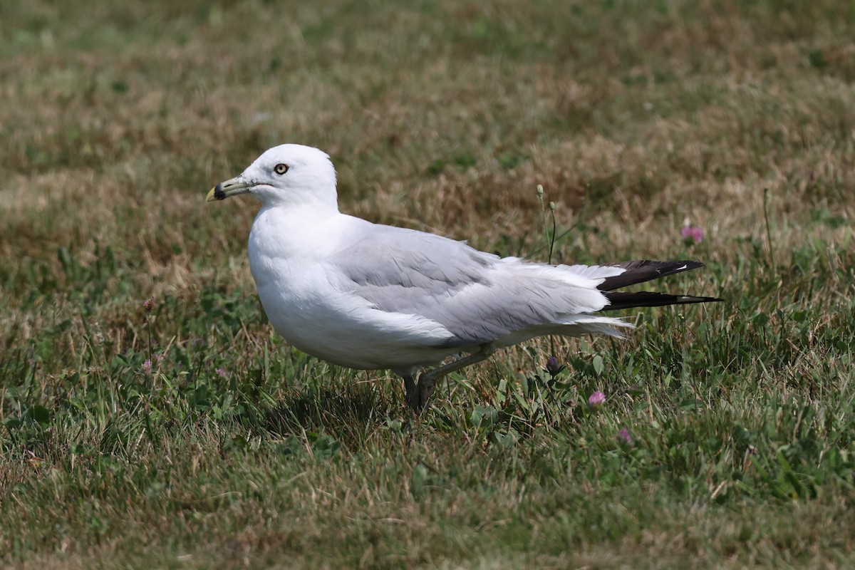 Ring-billed Gull - ML622152251