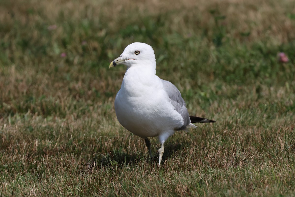 Ring-billed Gull - ML622152252