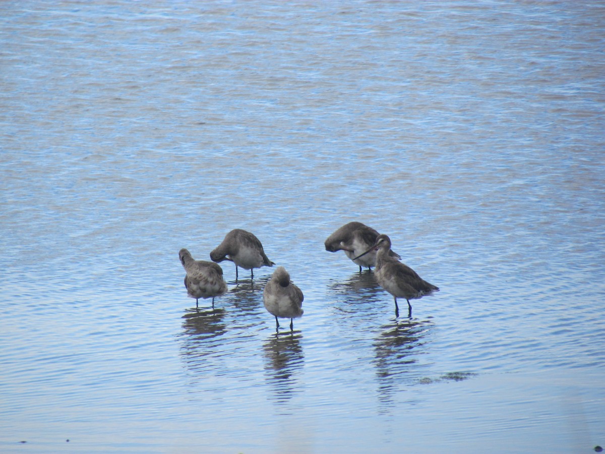 Hudsonian Godwit - ML622152253