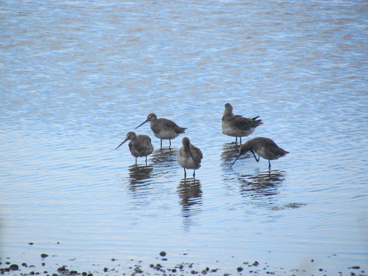 Hudsonian Godwit - ML622152254