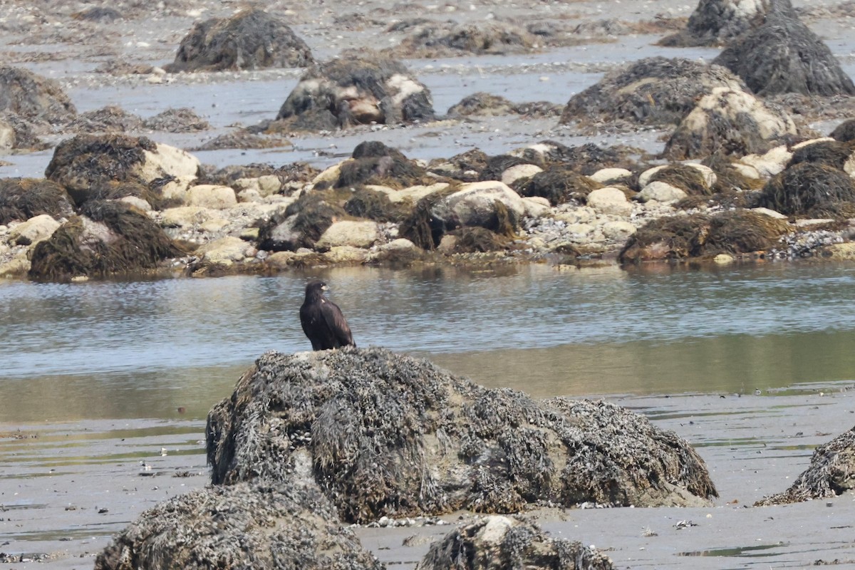 Bald Eagle - ML622152259