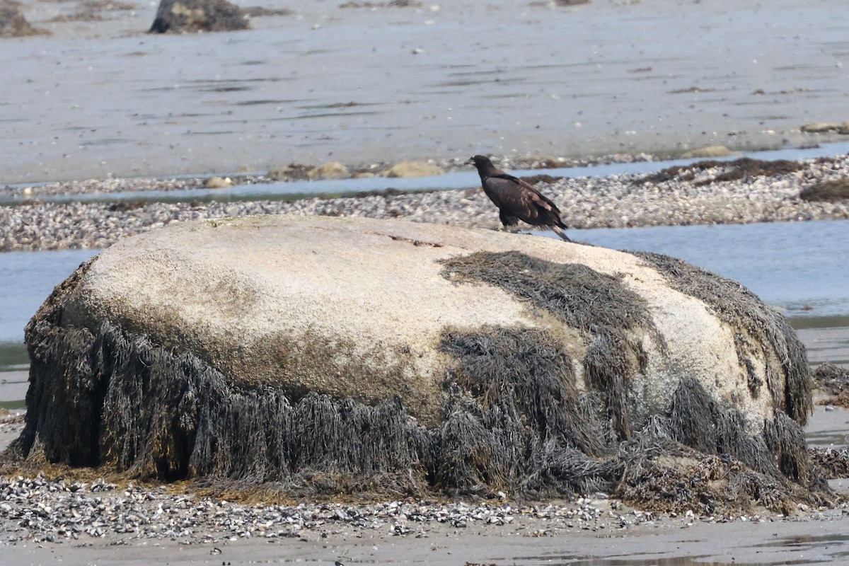 Bald Eagle - ML622152260