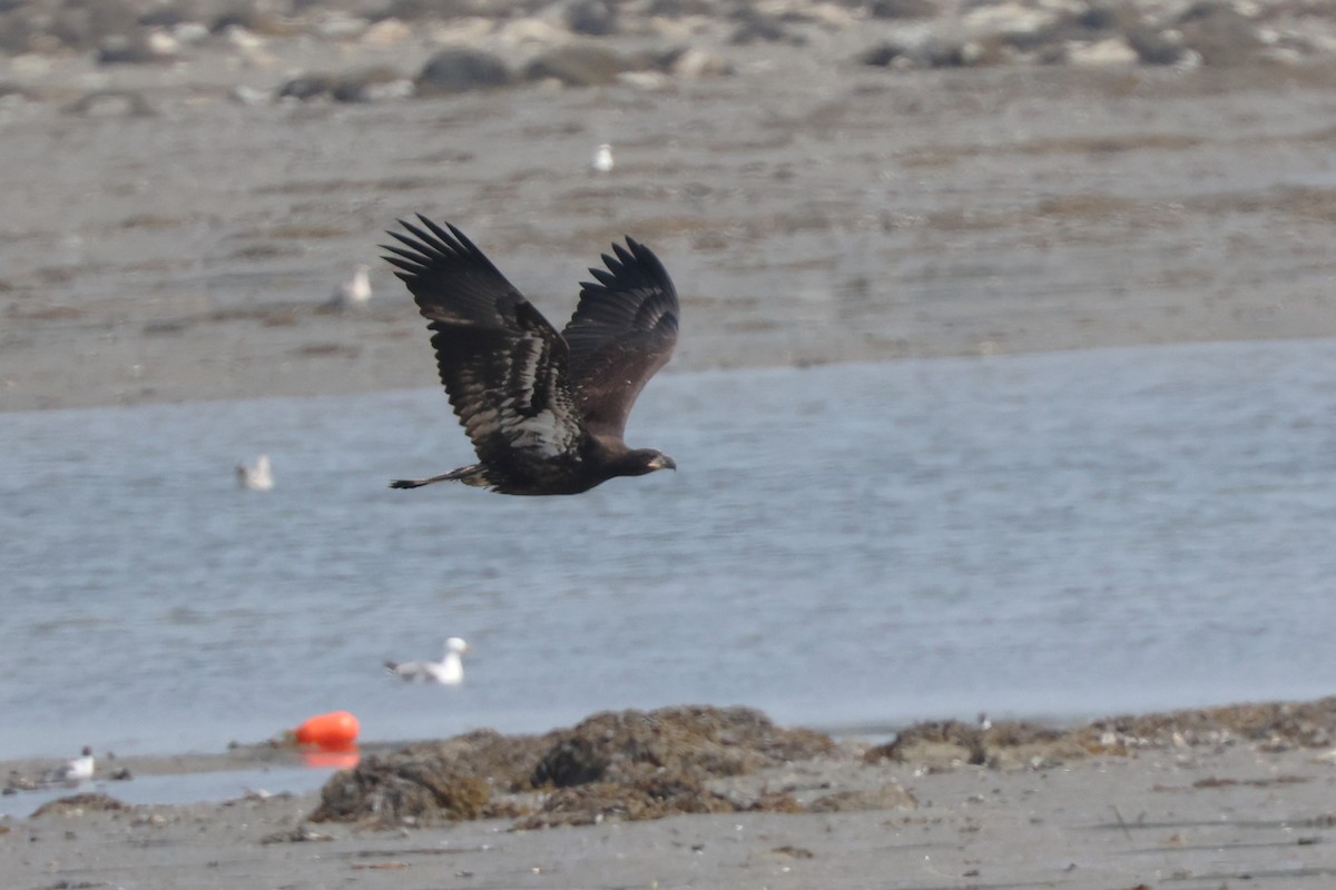 Bald Eagle - ML622152261