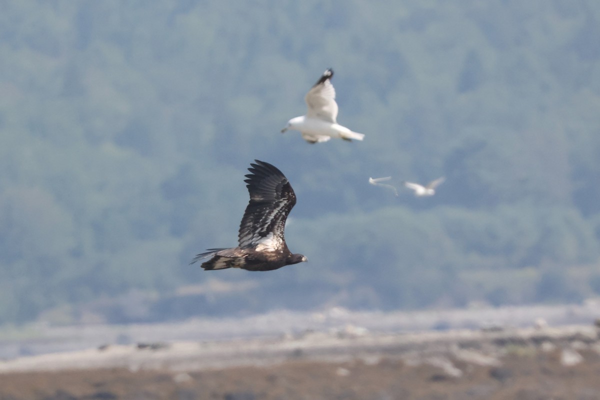 Bald Eagle - ML622152262