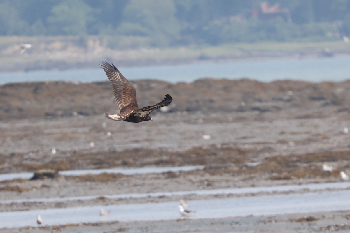 Bald Eagle - ML622152263