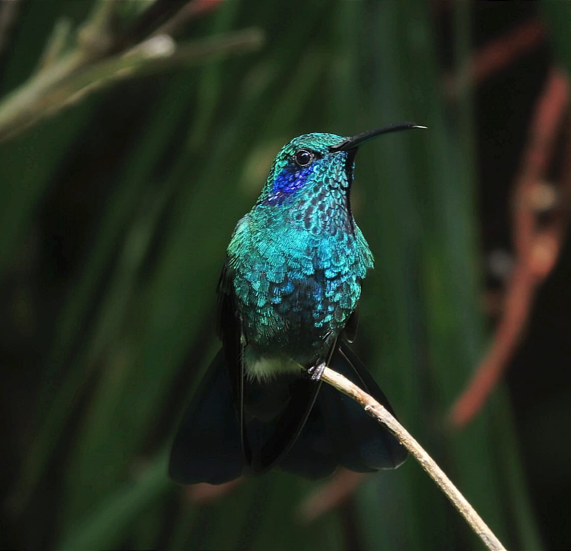 Lesser Violetear - ML622152271