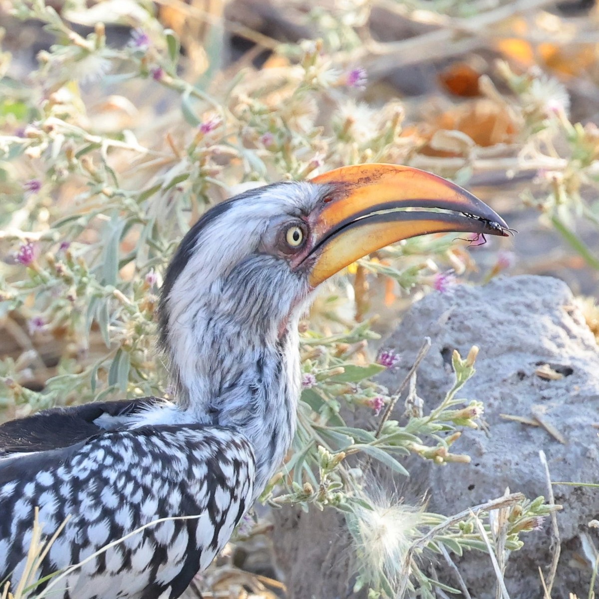 Southern Yellow-billed Hornbill - ML622152272