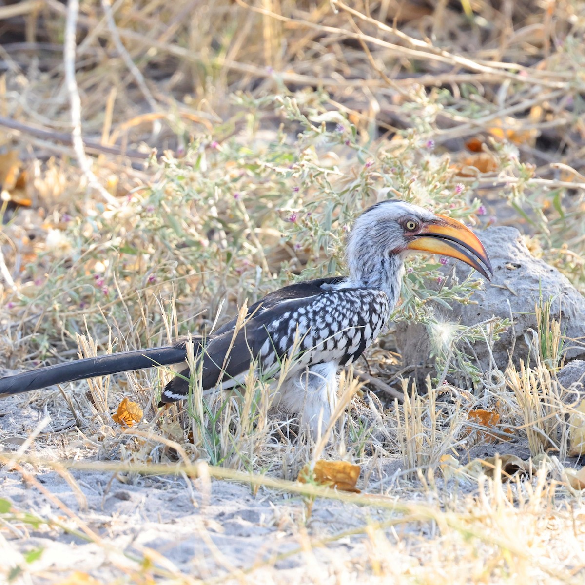 Southern Yellow-billed Hornbill - Steve Mannix