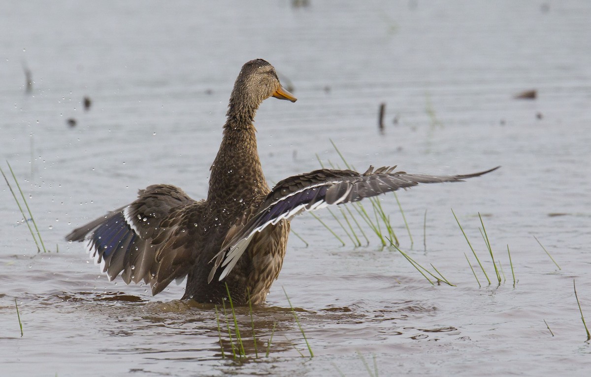 Mallard - ML622152276