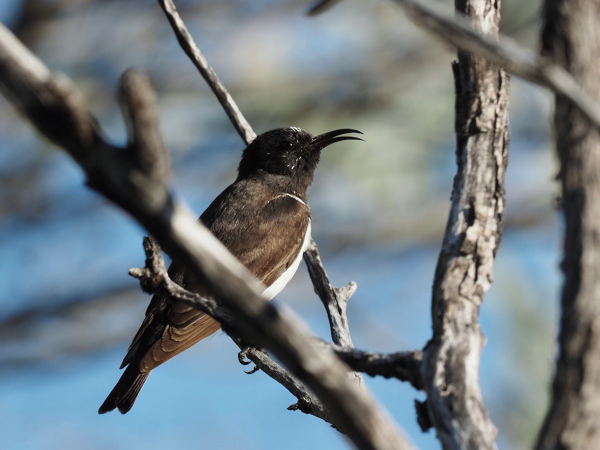 Black Honeyeater - ML622152277