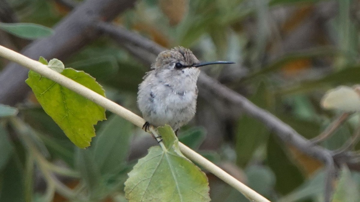 Costa's Hummingbird - ML622152278