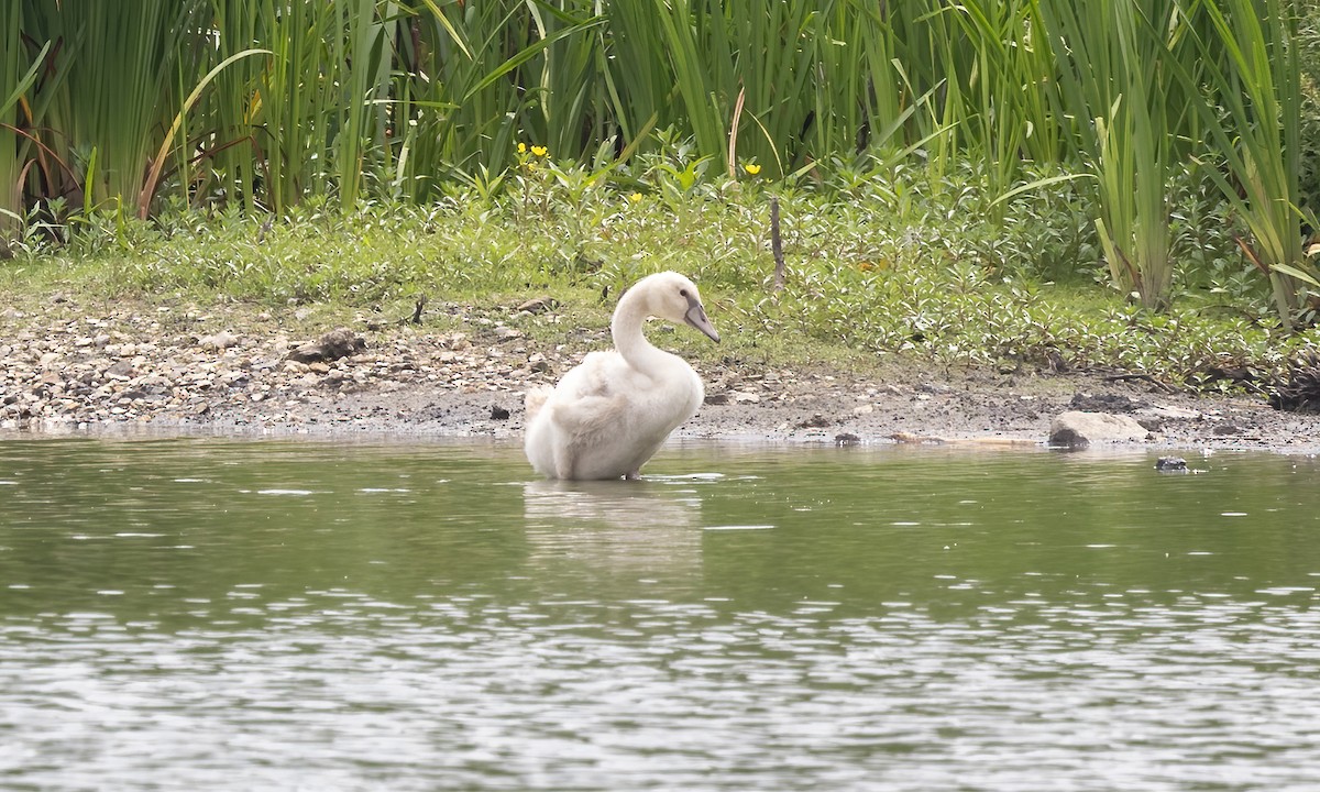 Mute Swan - ML622152279