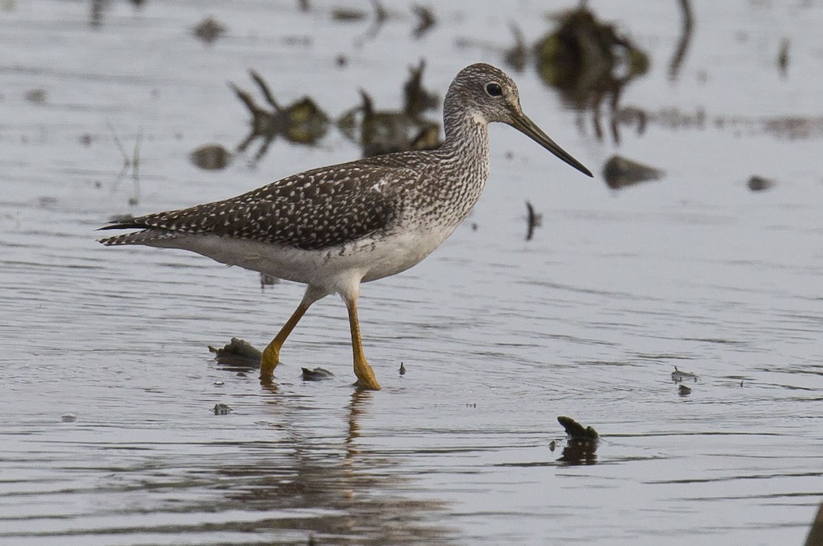 Lesser Yellowlegs - ML622152280