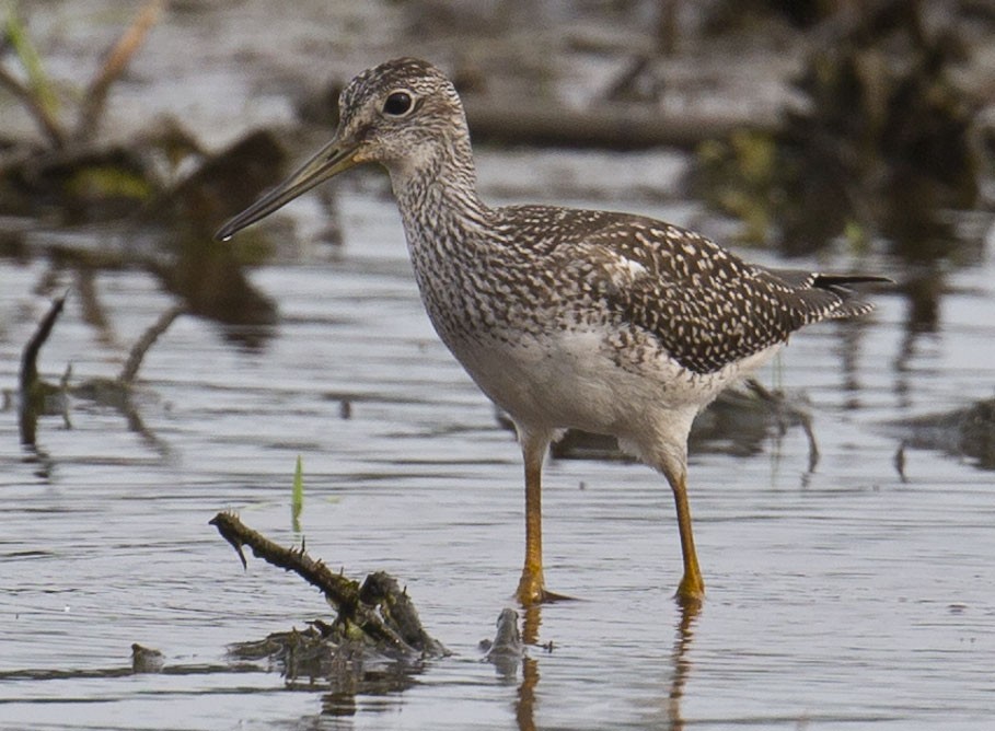 Lesser Yellowlegs - ML622152281