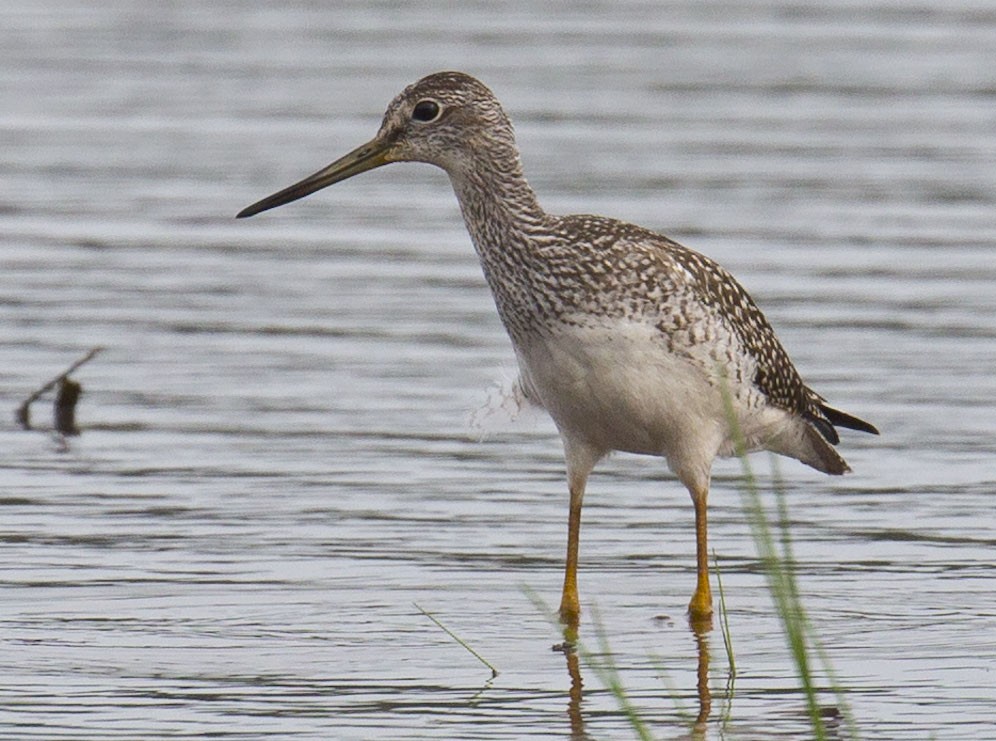 Lesser Yellowlegs - ML622152282