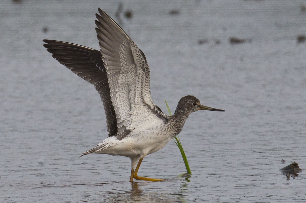 Lesser Yellowlegs - ML622152283