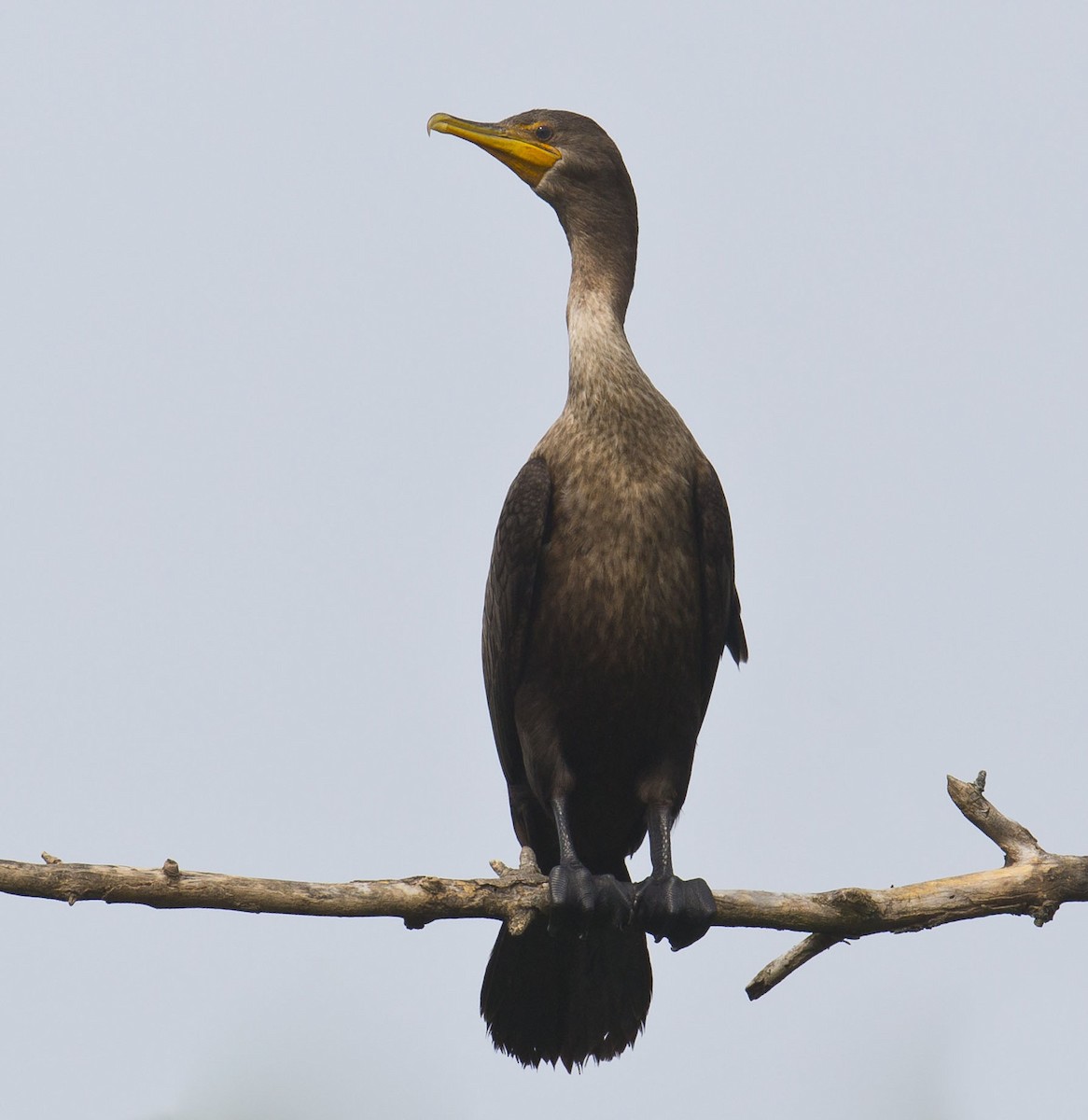 Double-crested Cormorant - Tom Devecseri