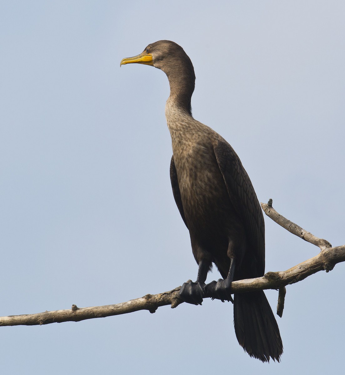 Double-crested Cormorant - ML622152287