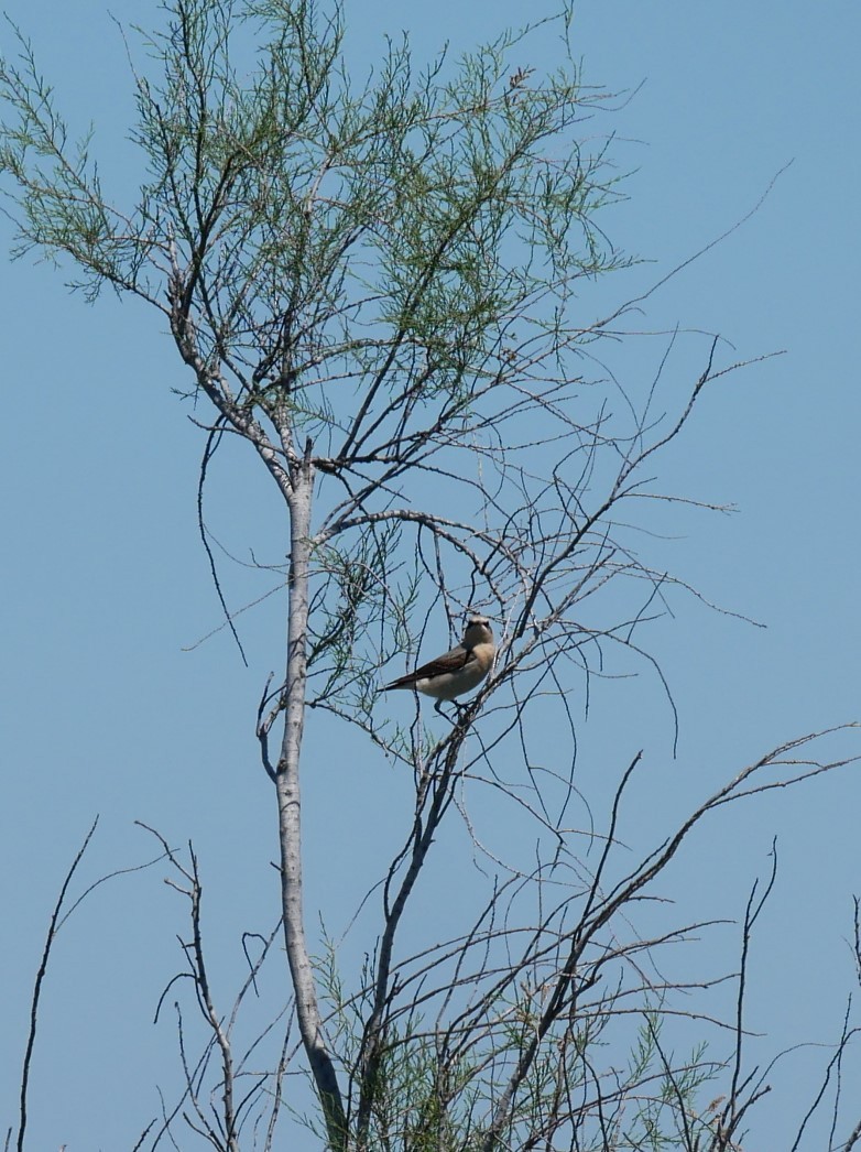 Northern Wheatear - ML622152289