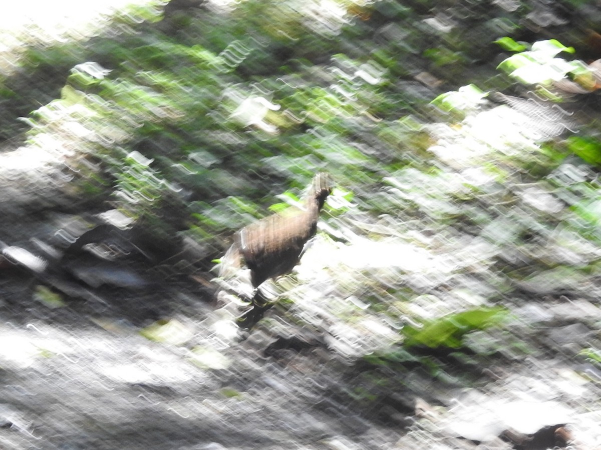 Black-breasted Wood-Quail - Daniel Garrigues