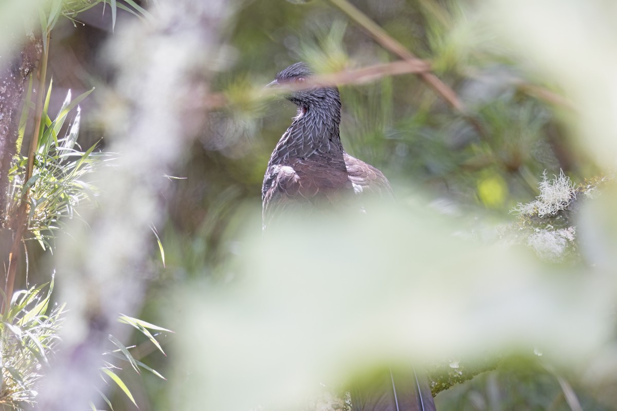 Andean Guan - ML622152311