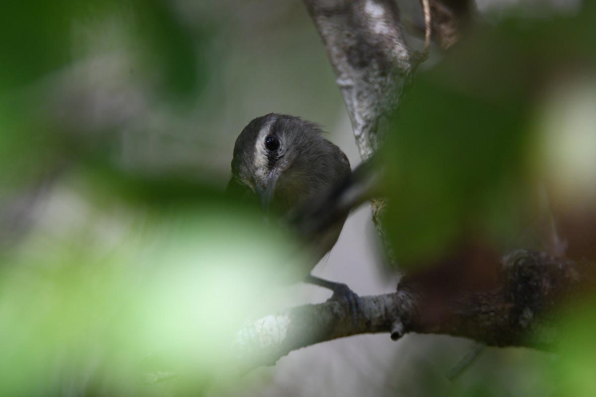 Yucatan Vireo - ML622152321