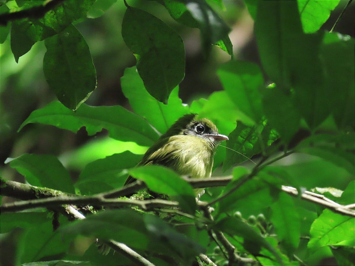 Eye-ringed Flatbill - ML622152322