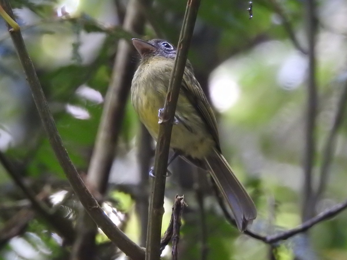 Eye-ringed Flatbill - ML622152323