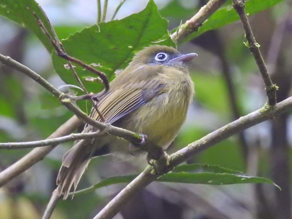 Eye-ringed Flatbill - ML622152324