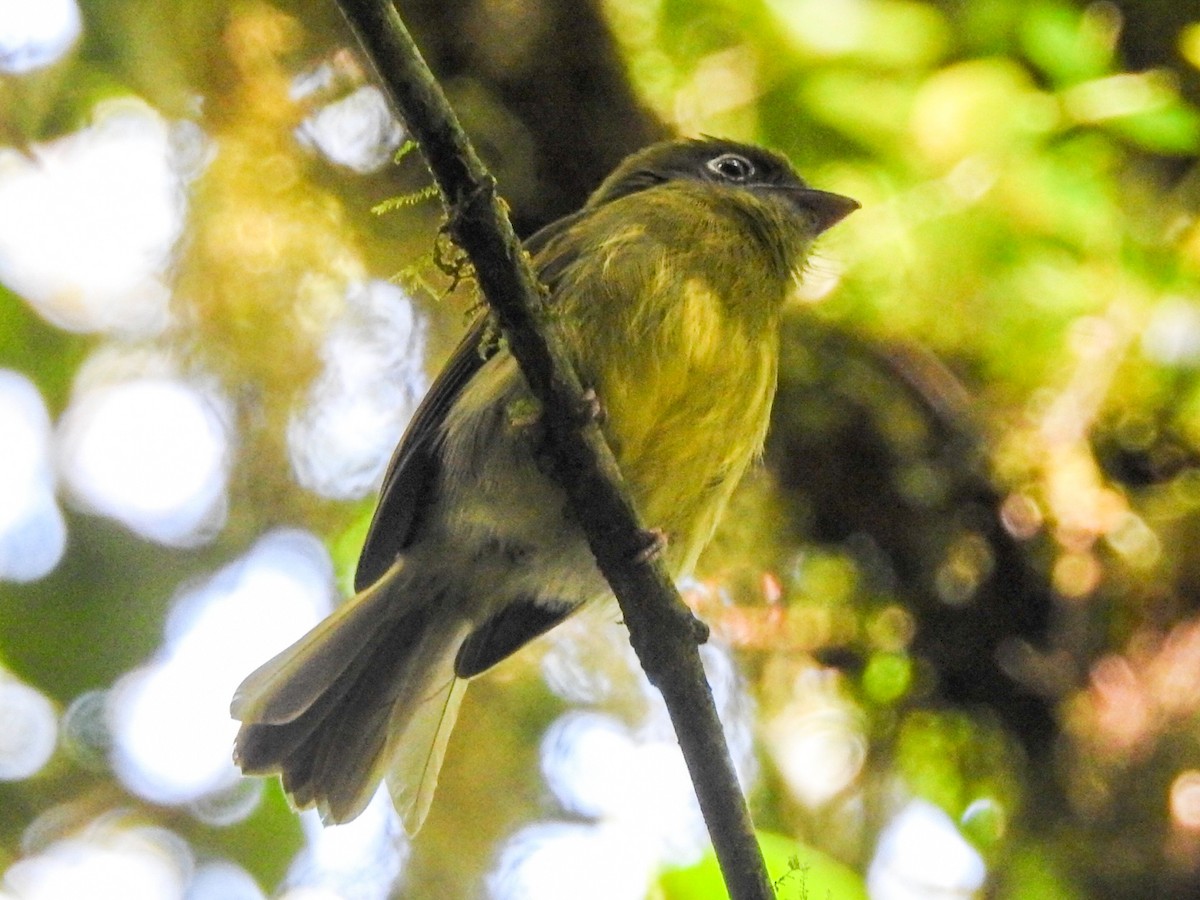 Eye-ringed Flatbill - ML622152325