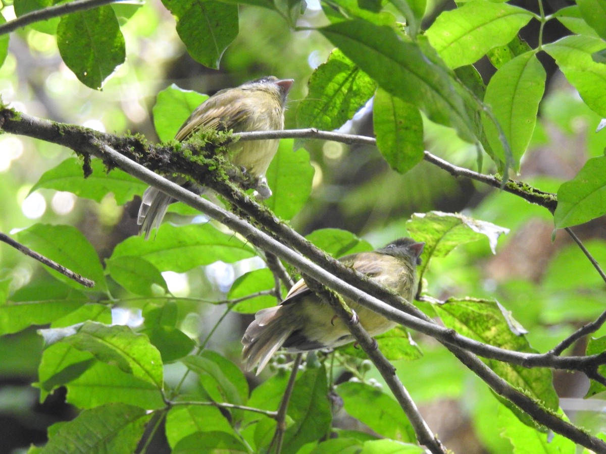 Eye-ringed Flatbill - ML622152326