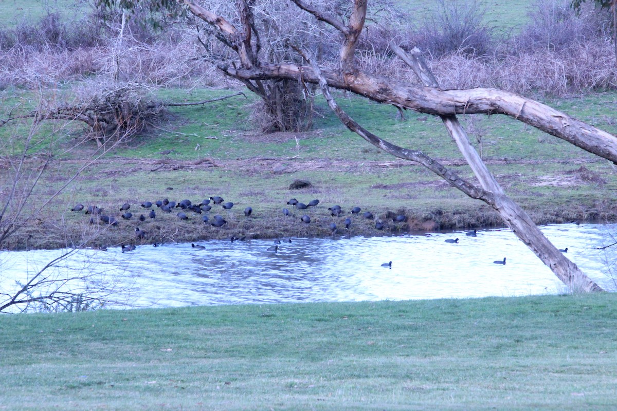 Eurasian Coot - ML622152327