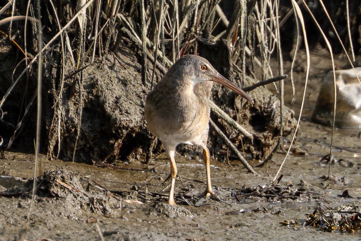 Clapper Rail - ML622152331