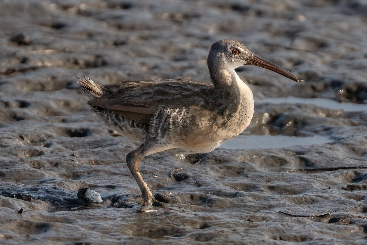 Clapper Rail - ML622152332